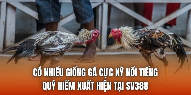 Có nhiều giống gà cực kỳ nổi tiếng, quý hiếm xuất hiện tại SV388