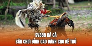 SV388 Đá Gà | Sân Chơi Đỉnh Cao Dành Cho Kê Thủ
