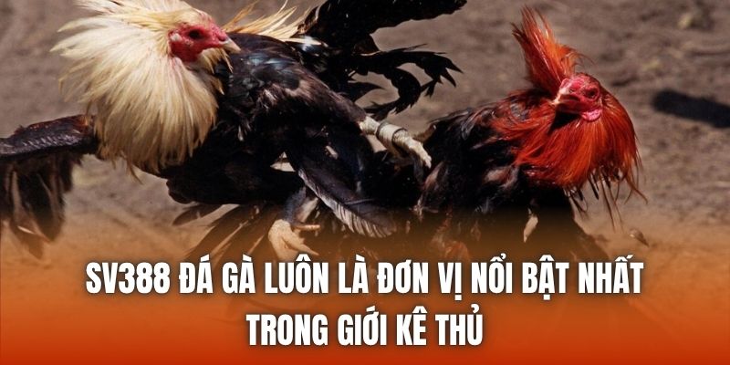 SV388 đá gà luôn là đơn vị nổi bật nhất trong giới kê thủ